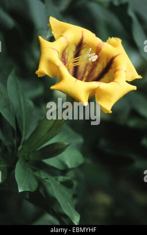 Calice vert Vigne, tasse de vigne d'Or, l'hawaiien Lily (Solandra maxima), Blossom Banque D'Images