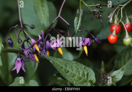 Morelle noire, morelle douce-amère, morelle woody, la morelle douce-amère (Solanum dulcamara), plante avec fleurs et fruits Banque D'Images