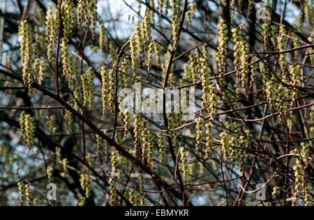 Le Jeune dracodard (Stachyurus praecox, Kibusi), avec des boutons de fleurs Banque D'Images