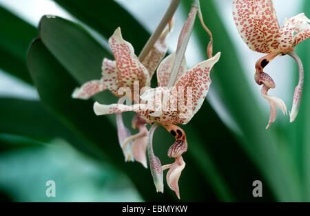 Stanhopea Wardii s┤(Stanhopea wardii), les fleurs Banque D'Images