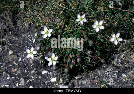 La spargoute des champs de la mer (Spergularia salina, Spergularia marina), plante en fleurs Banque D'Images