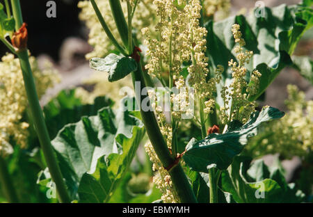 La rhubarbe chinoise (Rheum compactum), blooming Banque D'Images