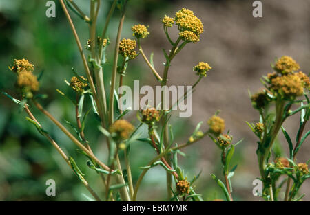 Du sécheur (Isatis tinctoria) pastel, plante avec des boutons de fleurs