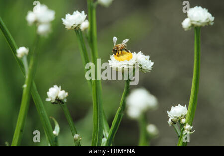 Ammobium alatum ailé (éternelle), blooming Banque D'Images