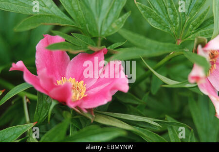 Veitch's pivoine (Paeonia veitchii), blooming Banque D'Images