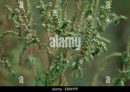 L'herbe à poux annuel, petite herbe à poux, herbe amère, herbe-porc, absinthe romaine (Ambrosia artemisiifolia), avec des fruits Banque D'Images