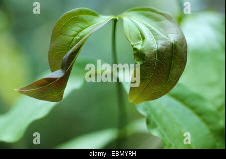 Arbre généalogique de la strychnine (Strychnos nux-vomica), de l'habitude Banque D'Images