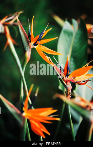 Crane fleur, fleur, oiseau de paradis (Strelitzia reginae piesang geel), blooming Banque D'Images