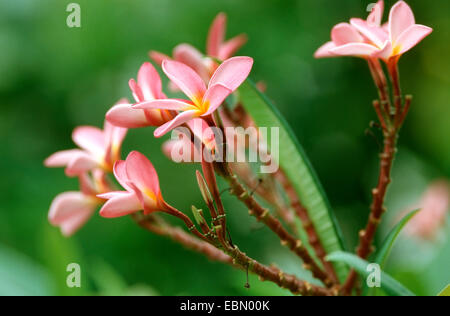 Templetree, rouge (plumeria Plumeria rubra), fleurs Banque D'Images