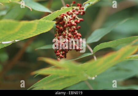 Sumach lisse (Rhus glabra), l'infructescence Banque D'Images