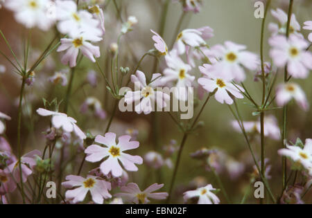 Primrose Primula malacoides (FÉE), blooming Banque D'Images