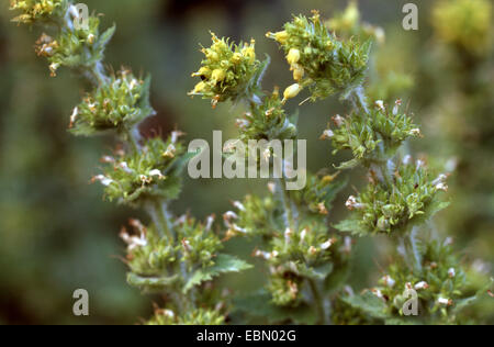 Scrofulaire noueuse (Scrophularia vernalis jaune), la floraison, Allemagne Banque D'Images