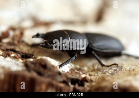 Stag beetle moindre (Dorcus parallelipipedus), homme, Allemagne Banque D'Images