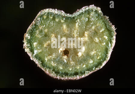 Fougère aigle (Pteridium aquilinum), section de germes Banque D'Images