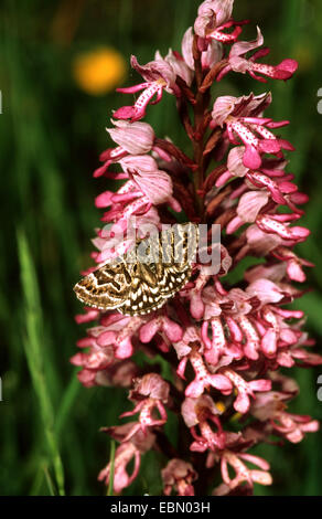 Mother Shipton (Callistege mi), imago à orchid, Allemagne Banque D'Images