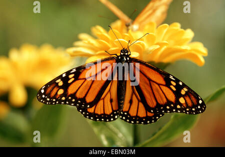 L'asclépiade, papillon monarque (Danaus plexippus), imago à fleur jaune, Allemagne Banque D'Images