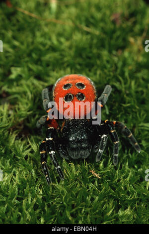 Spider ladybird (Eresus niger, Eresus cinnaberinus), sur la mousse, Allemagne Banque D'Images