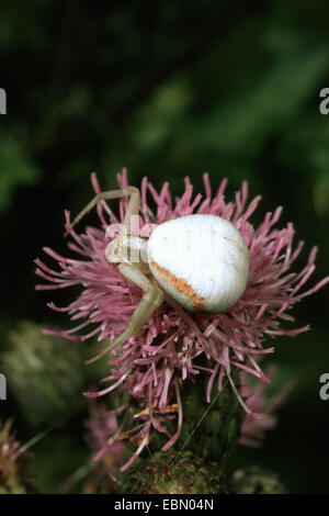 Houghton (Misumena vatia araignée crabe), sur une fleur de chardon, Allemagne Banque D'Images