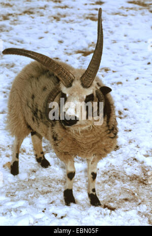 Quatre-horn-mouton (Ovis ammon f.) bélier, animal adulte dans la neige Banque D'Images