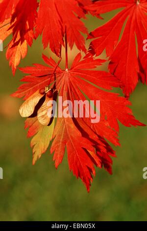 L'érable japonais (Acer japonicum 'Aconitifolium', Acer japonicum Aconitifolium), de la direction générale avec des fruits à l'automne Banque D'Images