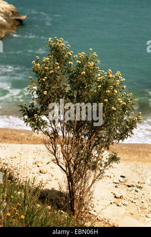 La barbe de Jupiter, silverbush (Anthyllis barba-jovis), qui fleurit à la côte Banque D'Images