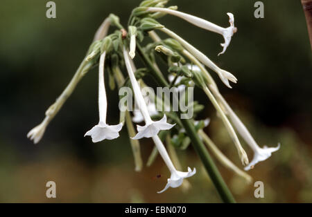 Tabac forestiers d'Amérique du Sud, le tabac (Nicotiana sylvestris), blooming Banque D'Images