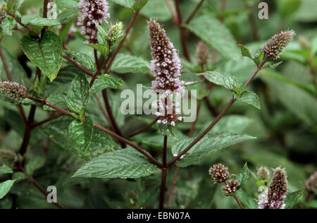 La menthe poivrée, menthe-hybride (Mentha x piperita, Mentha piperita, M. aquatica x M. spicata), blooming Banque D'Images