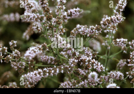 Le Maquereau-menthe, lance la menthe (Mentha spicata), blooming Banque D'Images