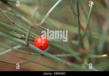 Sapin mixte (Ephedra altissima), à des semences Banque D'Images