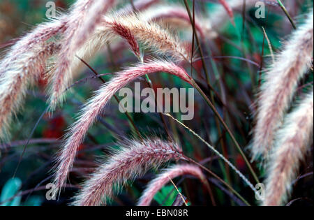 Fontaine de l'herbe, crimson fountaingrass (Pennisetum setaceum 'Rubrum', Pennisetum setaceum rubrum), inflorescences Banque D'Images