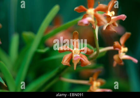 (Vanda Vanda testacea), blooming Banque D'Images