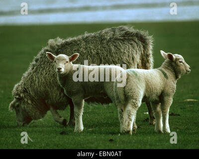 Le mouton domestique (Ovis ammon f. bélier), race de moutons de la viande de brebis, avec deux agneaux, l'Allemagne, le nord de la Frise Banque D'Images