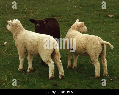 Le mouton domestique (Ovis ammon f. bélier), race de viande de mouton, trois agneaux, l'Allemagne, le nord de la Frise Banque D'Images