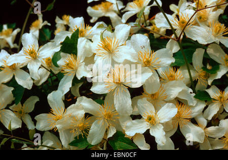 Mountain clematis (Clematis montana), blooming Banque D'Images