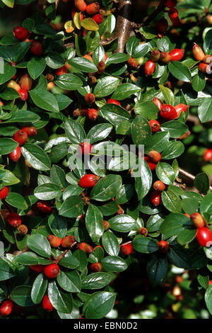 Cotoneaster divaricatus (Cotoneaster divaricatus), la fructification Banque D'Images