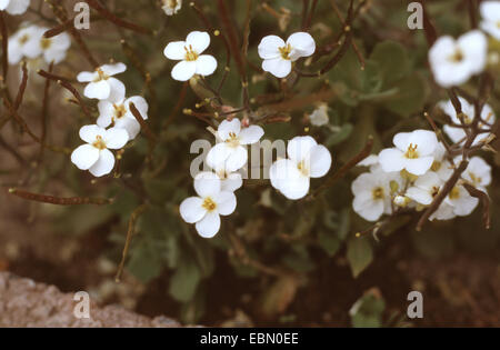 Jardin arabis, la neige en été, la neige sur la montagne, Mur variegated rock cress (Arabis caucasica), blooming Banque D'Images