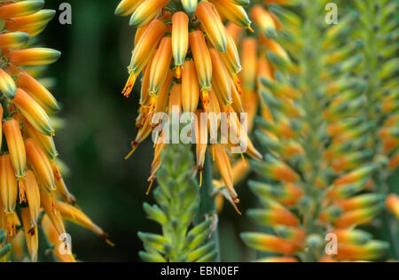 L'aloès (Aloe vera, Aloe Barbadensis), inflorescence Banque D'Images