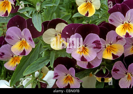 Pansy, cornu horned violette (Viola Cornuta), blooming Banque D'Images