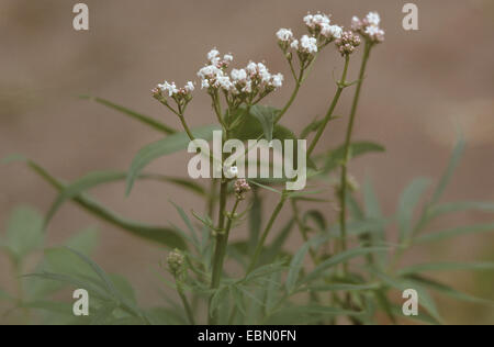 La valériane commune, tout guérir, jardin heliotrope, jardin valériane (Valeriana officinalis), blooming Banque D'Images