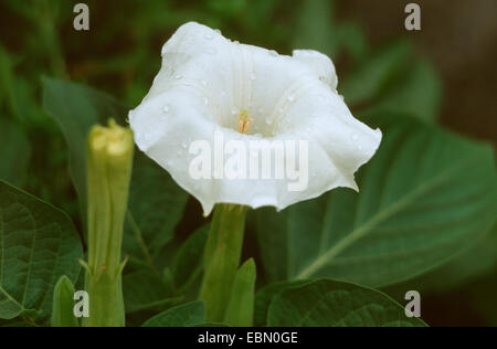Datura noir et duveteux Thornapple, Corne de Planty (Datura metel), fleur Banque D'Images