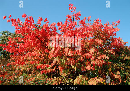 Burning Bush ailé,wahoo, ailé Euonymus, winged spindle-tree (Euonymus alata, Euonymus alatus), à l'automne Banque D'Images