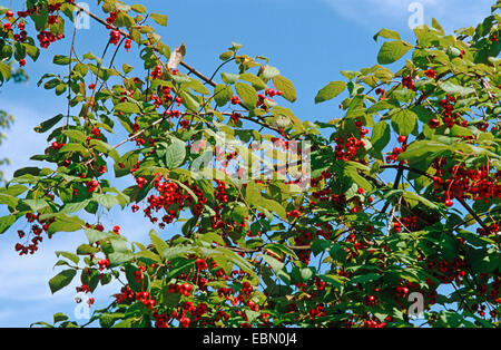 Arbre généalogique dangle Dingle (Euonymus planipes), des branches avec des fruits Banque D'Images