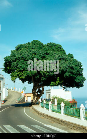 Laurel fig, chinois Banyan, Malayan Banyan, Taiwan Banyan, Laurel, indiennes, Rideau fig Ficus microcarpa (Gajumaru), arbres d'ornement sur l'accotement Banque D'Images