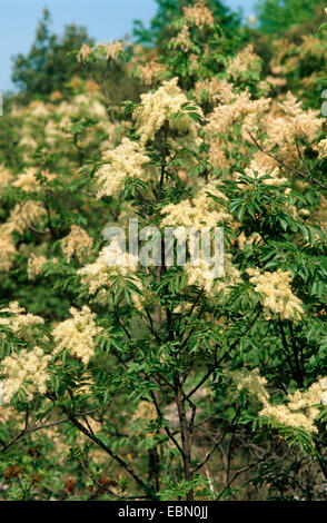 La manne frêne (Fraxinus ornus), blooming Banque D'Images