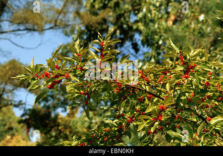 Blanche, aulne noir, winterberry houx (Ilex verticillata), Direction générale de l'Allemagne, fruing Banque D'Images