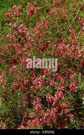 Himalayan indigo, indigo (Indigofera heterantha bush), bloomin Banque D'Images