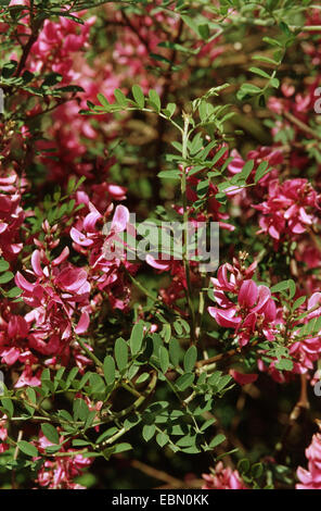 Himalayan indigo, indigo (Indigofera heterantha bush), bloomin Banque D'Images