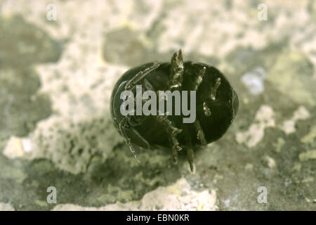 Cloporte commun, les cloportes vulgaires, sow bug (Armadillidium vulgare), rolled-up, Allemagne Banque D'Images