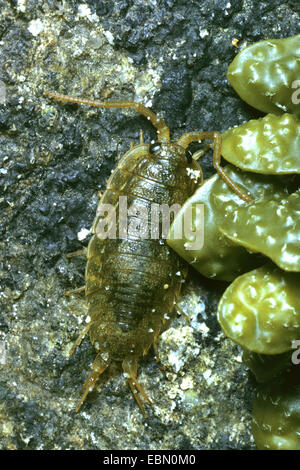 Grande mer-mer, Slater Slater (quay-louse) (Ligia oceanica), à la zone intertidale Banque D'Images