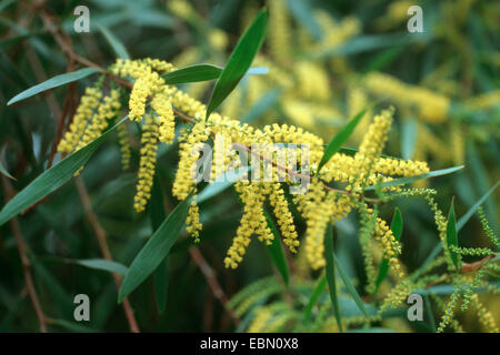 Wattle vaporeuse, Grossamer Wattle, pleurant, Acacia Acacia Acacia blanc jaunâtre (floribunda), rameau en fleurs Banque D'Images